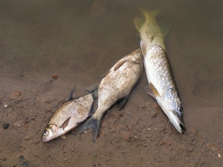 Dode vissen in De Weppel