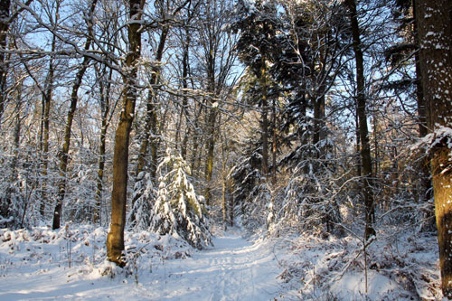 Winter in Hummelo (26-12-2010)