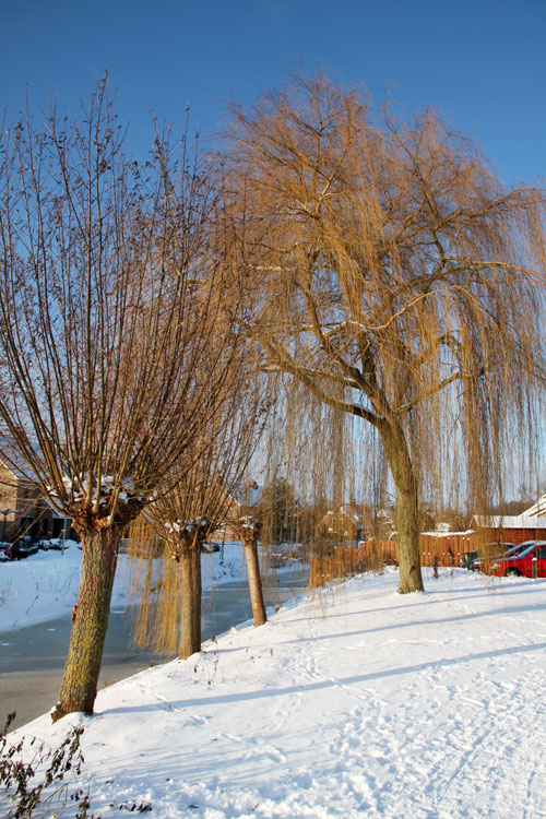 Winter in Hummelo (25-12-2010)