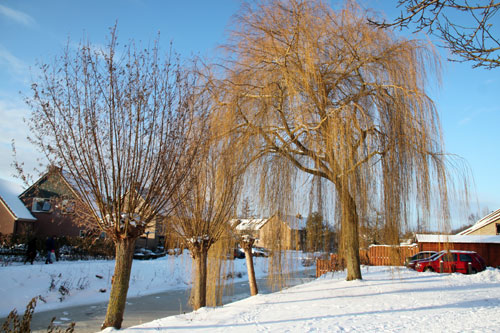 Winter in Hummelo (25-12-2010)