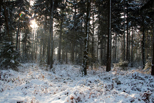 Winter in Hummelo (26-12-2010)