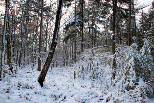 Winter in Hummelo (26-12-2010)