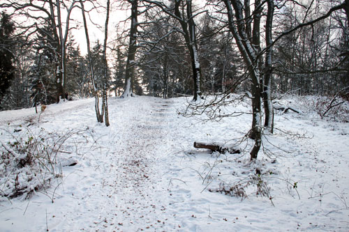 Winter in Hummelo (26-12-2010)