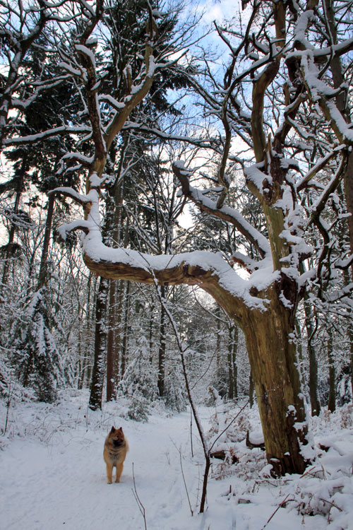 Winter in Hummelo (26-12-2010)