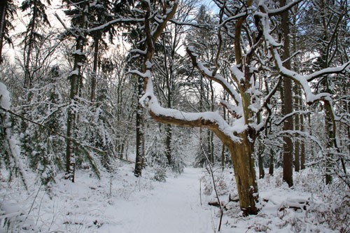 Winter in Hummelo (26-12-2010)