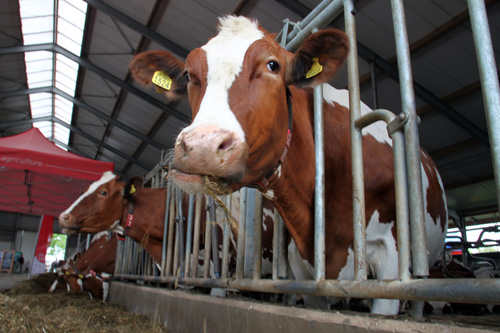 Open dag ijsboerderij 'De Steenoven' in Hummelo