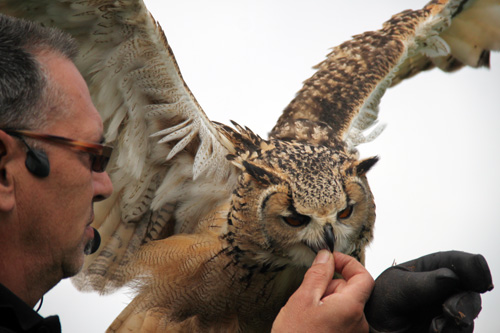 Open dag ijsboerderij 'De Steenoven' in Hummelo (roofvolgelshow)