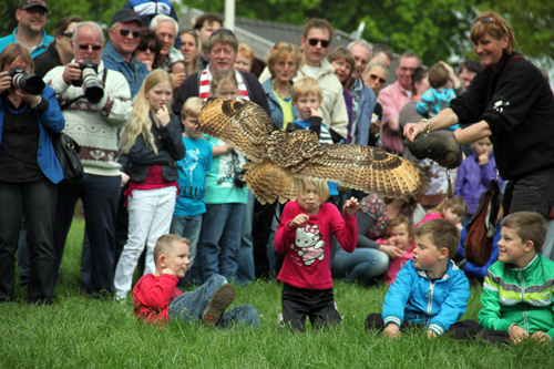 Open dag ijsboerderij 'De Steenoven' in Hummelo (roofvolgelshow)