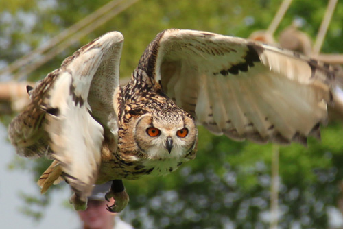 Open dag ijsboerderij 'De Steenoven' in Hummelo (roofvolgelshow)