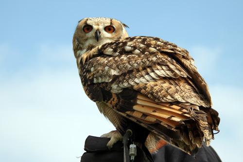 Open dag ijsboerderij 'De Steenoven' in Hummelo (roofvolgelshow)