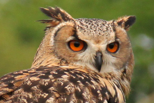 Open dag ijsboerderij 'De Steenoven' in Hummelo (roofvolgelshow)