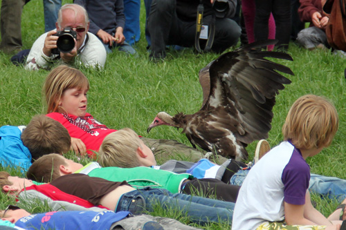 Open dag ijsboerderij 'De Steenoven' in Hummelo (roofvolgelshow)