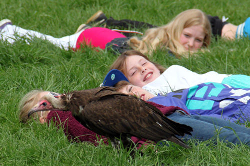 Open dag ijsboerderij 'De Steenoven' in Hummelo (roofvolgelshow)