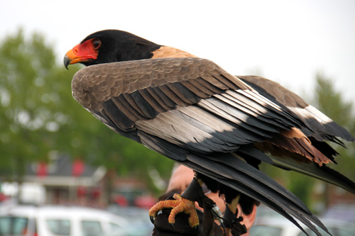 Open dag ijsboerderij 'De Steenoven' in Hummelo (roofvolgelshow)