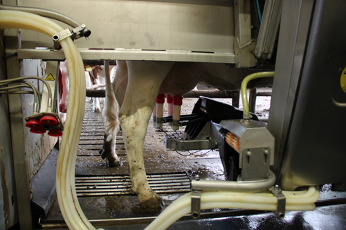 Open dag ijsboerderij 'De Steenoven' in Hummelo