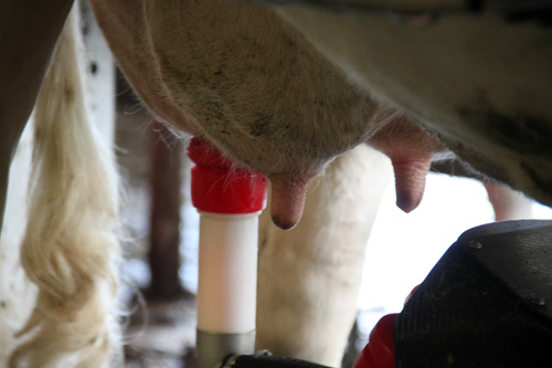 Open dag ijsboerderij 'De Steenoven' in Hummelo