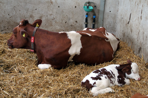 Open dag ijsboerderij 'De Steenoven' in Hummelo