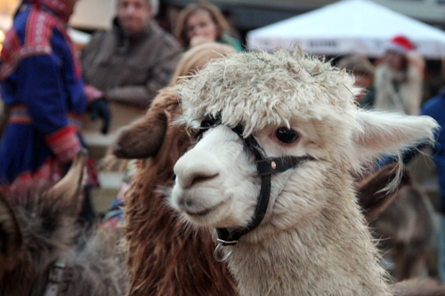 Kerstmarkt in de Dorpsstraat in Hummelo