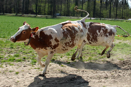 De koeien van IJsboerderij de Steenoven mochten op 18 april dit jaar voor het eerst naar buiten