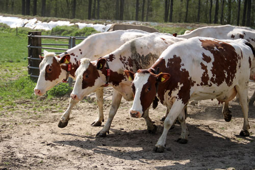 De koeien van IJsboerderij de Steenoven mochten op 18 april dit jaar voor het eerst naar buiten