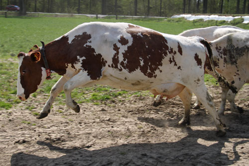 De koeien van IJsboerderij de Steenoven mochten op 18 april dit jaar voor het eerst naar buiten