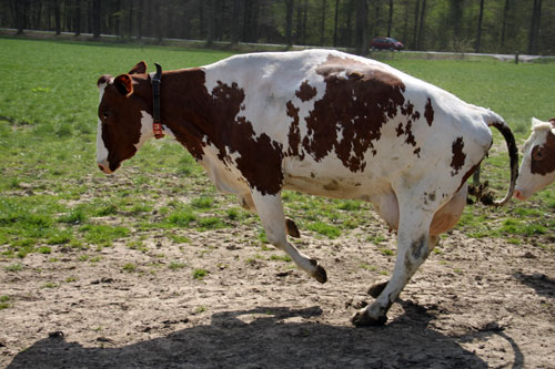 De koeien van IJsboerderij de Steenoven mochten op 18 april dit jaar voor het eerst naar buiten