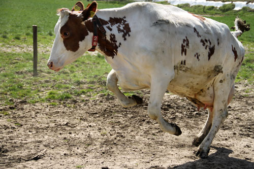 De koeien van IJsboerderij de Steenoven mochten op 18 april dit jaar voor het eerst naar buiten