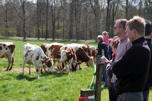 De koeien van IJsboerderij de Steenoven mochten op 18 april dit jaar voor het eerst naar buiten