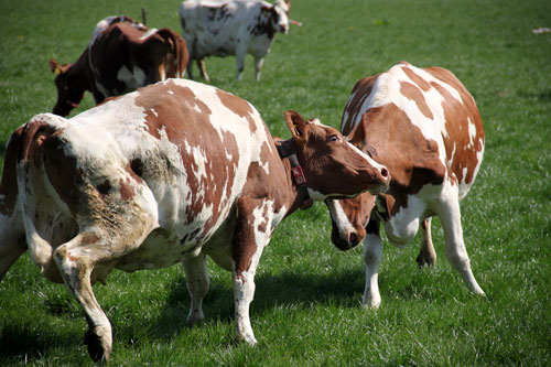 De koeien van IJsboerderij de Steenoven mochten op 18 april dit jaar voor het eerst naar buiten