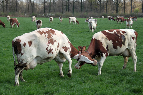 De koeien van IJsboerderij de Steenoven mochten op 18 april dit jaar voor het eerst naar buiten