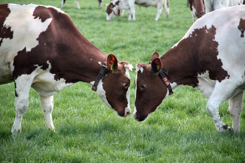 De koeien van IJsboerderij de Steenoven mochten op 18 april dit jaar voor het eerst naar buiten