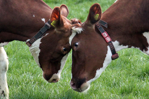 De koeien van IJsboerderij de Steenoven mochten op 18 april dit jaar voor het eerst naar buiten