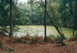 Witte Kolk. Door de begroeiing is de naam 'Groene Kolk' wellicht beter van toepassing.... (Foto: Harold Pelgrom)