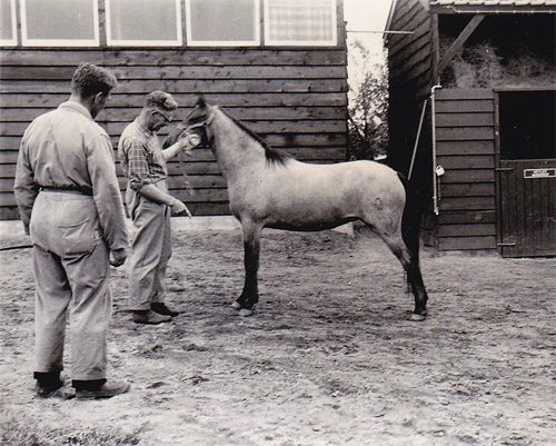 manege zandewierde hummelo 01